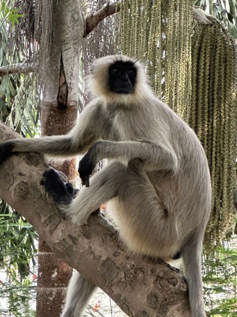 Photo of a monkey in a tree