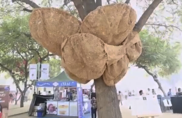 Photo of an outdoor sculpture in a tree