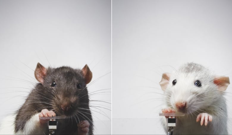 Side-by-side images of rats looking at the camera while pushing down on a small plastic lever.