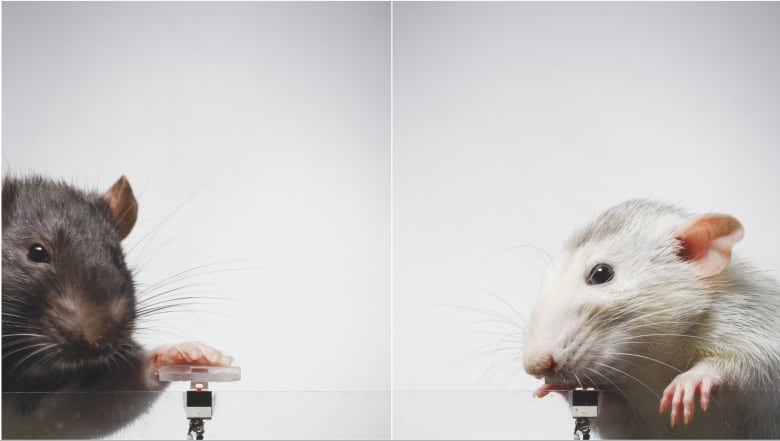 On the left, a brown mouse peers out from the corner and looks at the camera while pushing down on a plastic lever with one little pink paw. On the right, a white mouse pushes the same lever with its chin, side-eying the camera and hanging one hand over a small, clear plastic ledge.