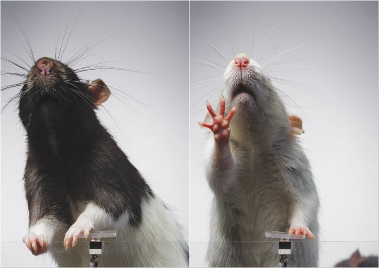 Side-by-side photos of rats pushing down on a plastic lever while sticking their noses up in the air. On the left, a brown and white rat uses both hands to push down, while on the right, an all-white rat pushes down with one hand while pressing the other against its glass enclosure, like Rose in Titanic. 