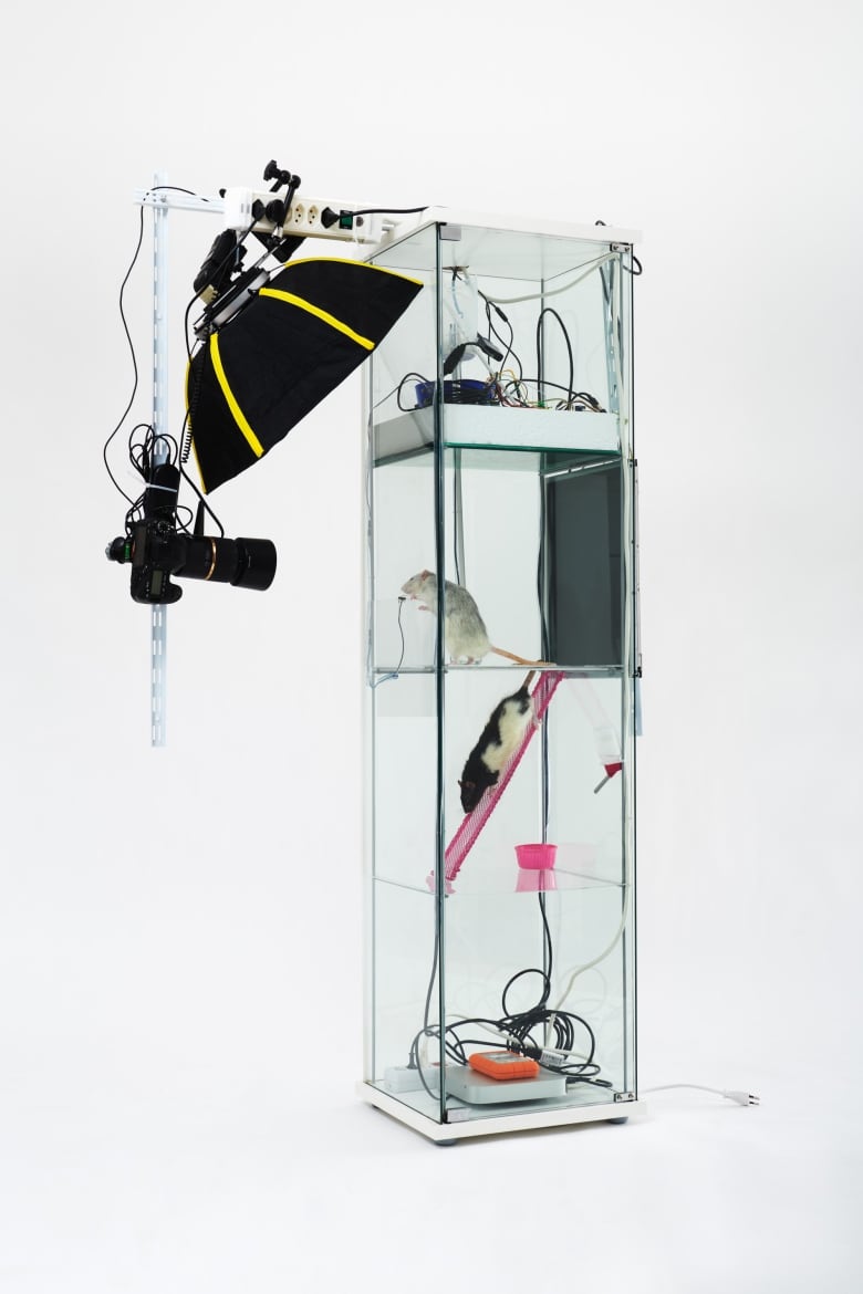 A clear rectangular box with four levels. The top and bottom levels contain wiring. In the middle, two levels are connected by a small pink ladder. Attached to the box is a camera and a lighting set up.  A white mouse is perched directly in front of the camera lens, in the second highest level, pushing down on a small level connected to a wire. Below him, brown and white mouse climbs the ladder.  