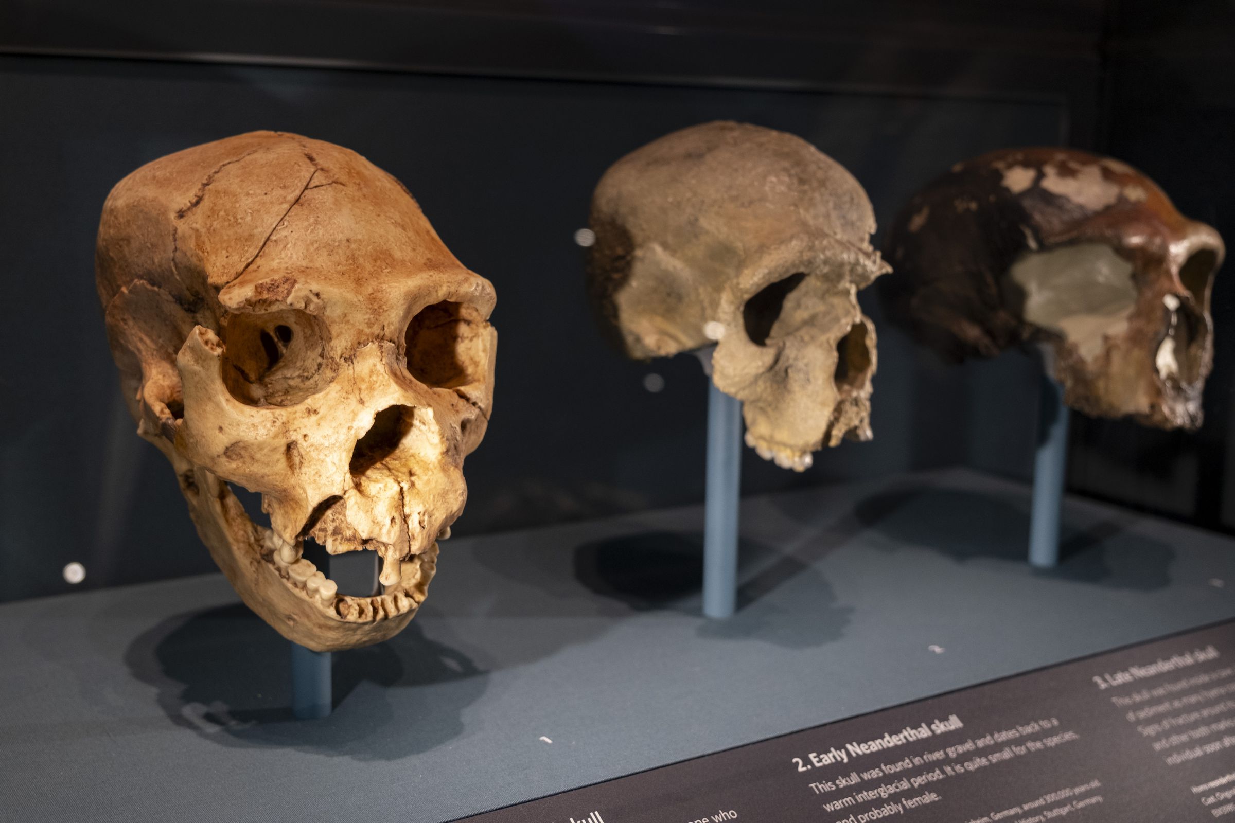 Natural History Museum In London