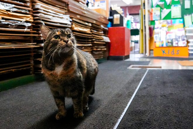 The store’s resident cat, Addy, walks the aisles of the art store on Tuesday, Jan. 16, 2024, at Suder’s Art Store in Over-the-Rhine. Over the years there have been multiple cats who call the store home, but currently Addy rules the roost.