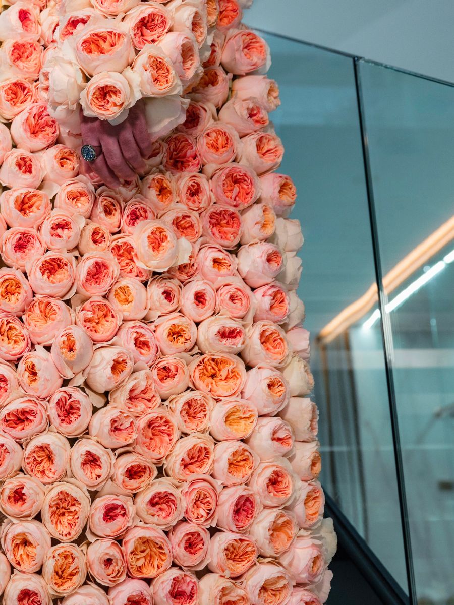 Detail of Rose Juliet by David Austin