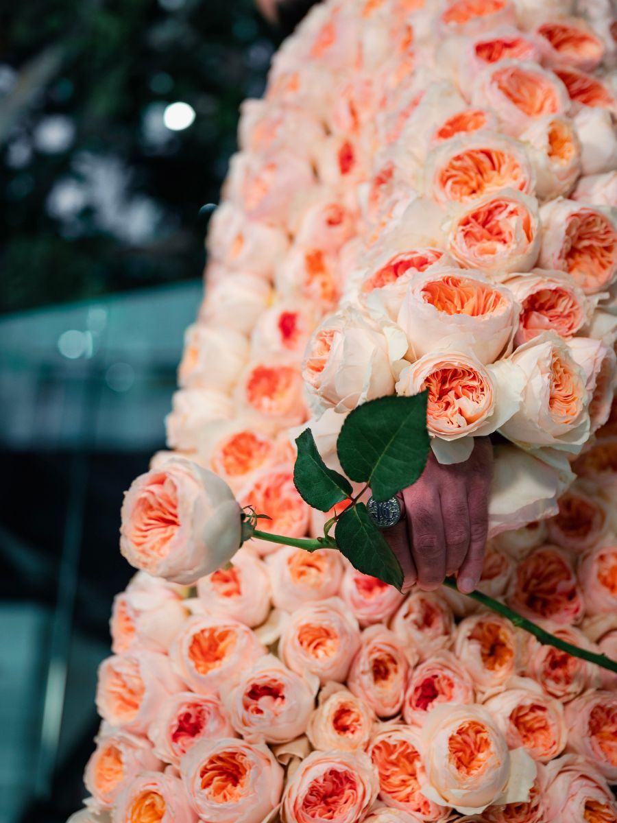 Rose Juliet used in a fashion garment