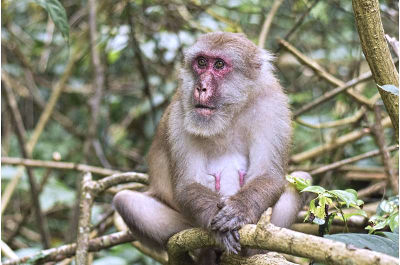 An elderly female Assamese macaque near the field station in Phu Khieo, Thailand. Credit: Thawat Wisate, German Primate Center Field studies confirm social network shrink for ageing monkeys
