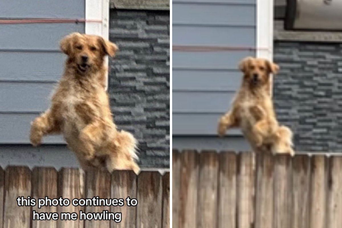 Woman spots golden retriever jumping