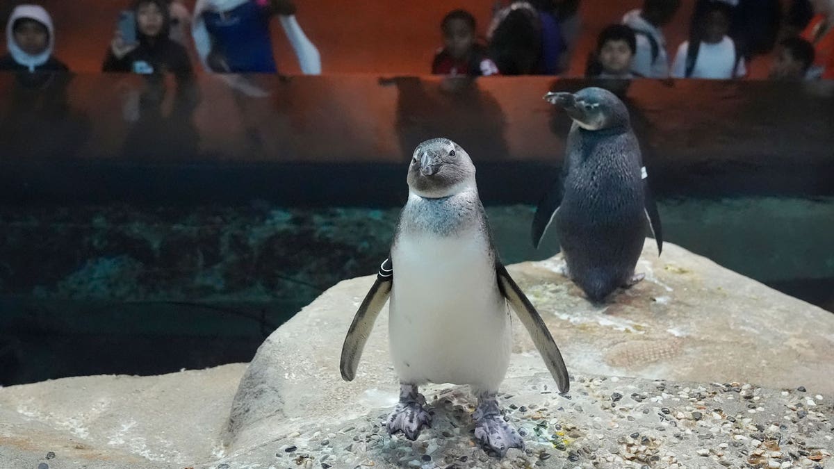 African penguin chicks at the California Academy of Sciences in San Francisco