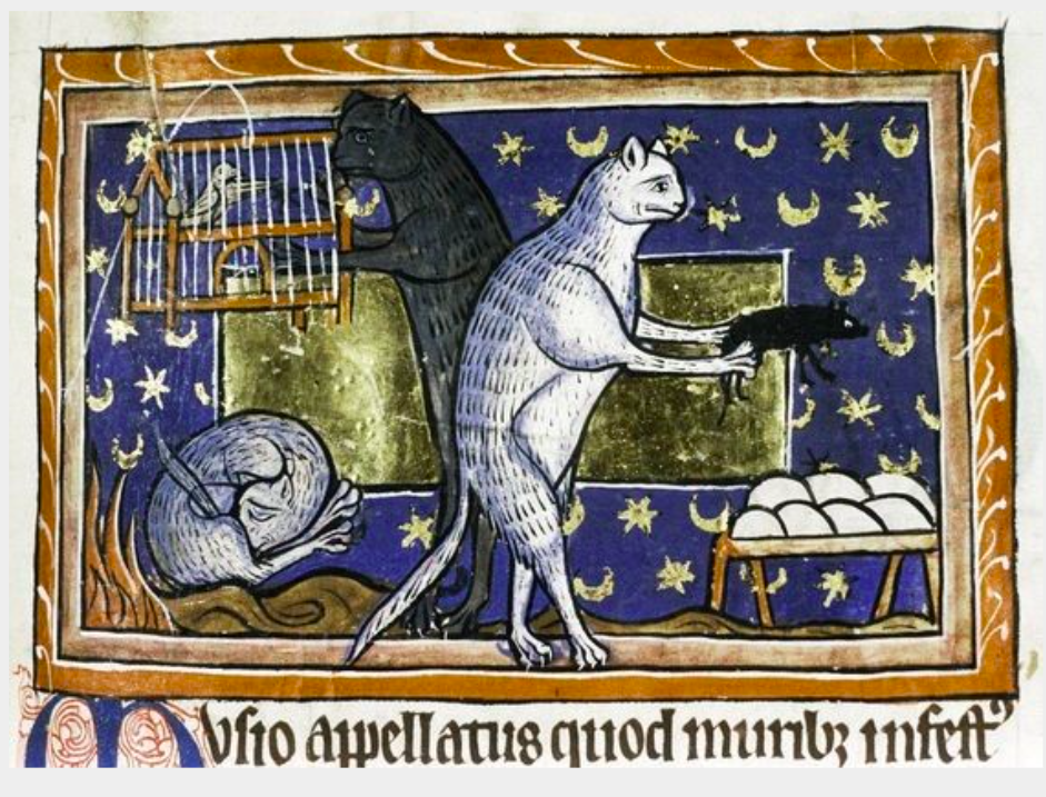 cat in an illuminated manuscript