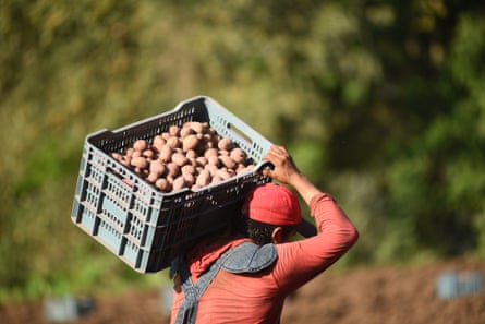 person wearing red shirt and hat hold basket of potatoes on shoulder