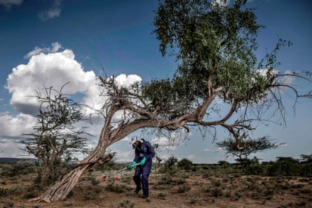 person wearing turquoise gloves holds gray tool while standing under tree