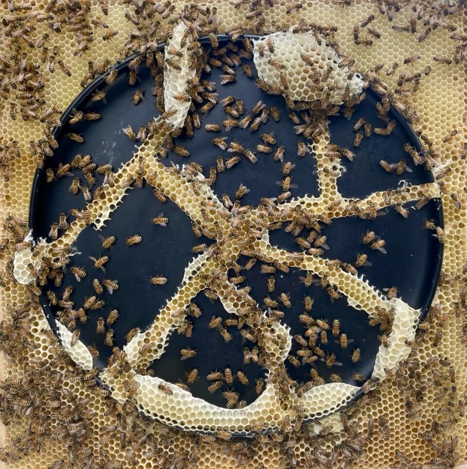 bees congregate on honeycomb on a black plate