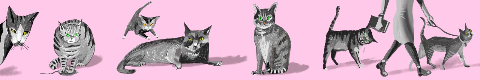 A series of gray cats.