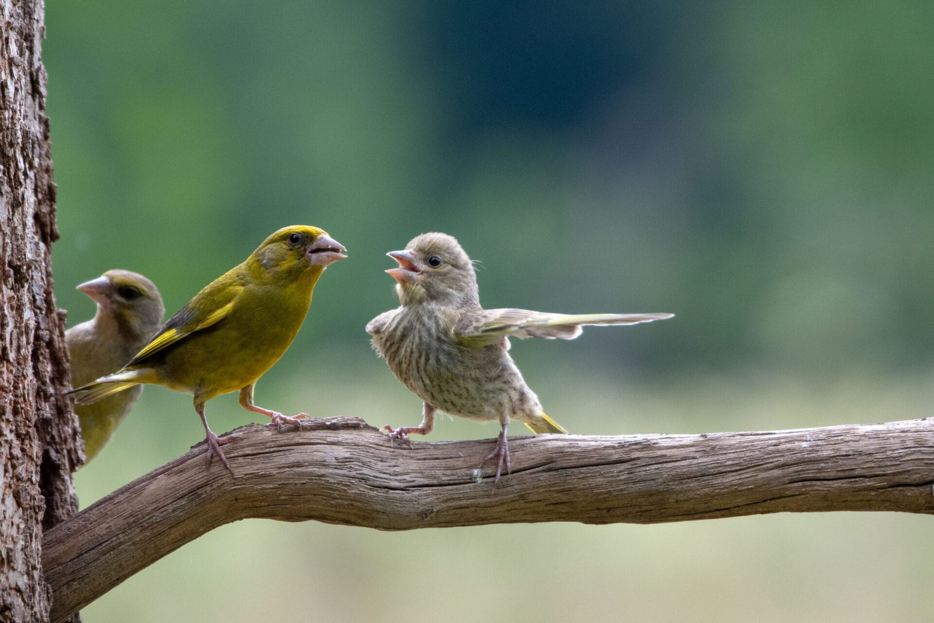 two birds on a branch have a dispute