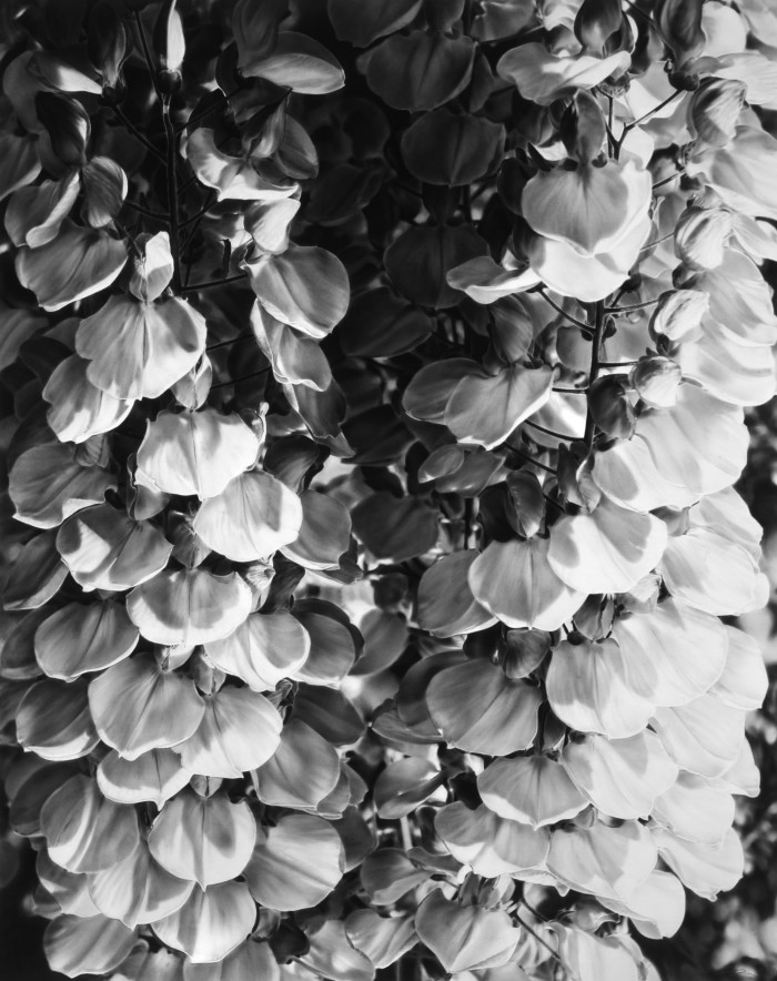 Black and white image, drawn in a very lifelike way with charcoal on paper, depicting the close up of wisteria leaves on a tree 