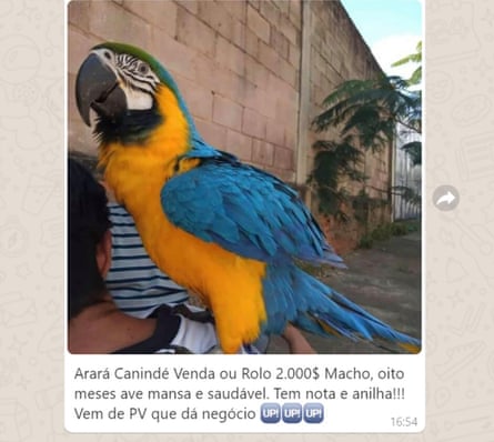 Screenshot of a post advertising a macaw for sale