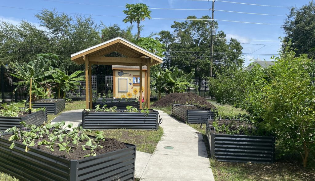 a community garden with multiple beds with green leaves sprouting from the soil 