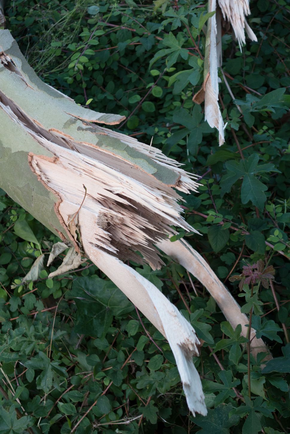 A large photograph of a splintered tree trunk.